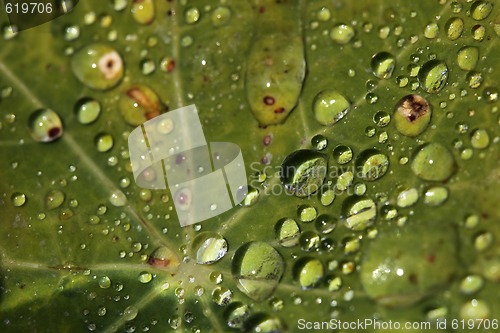 Image of Extreme Water Droplets on a Leaf Outdoors