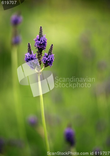 Image of Lavender Flower Stem in a Bright Field