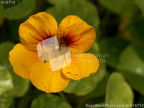 Image of Orange Petunia With Water Drops in the Sun