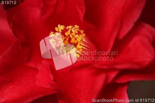 Image of Red Camelia Rose With Extreme Depth of Field