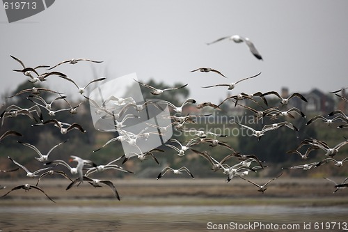 Image of Sea Gulls Flying in a Group