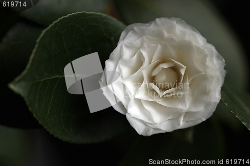 Image of White Camelia Rose Offset With a Leaf
