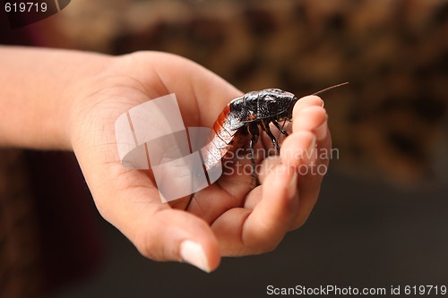 Image of Handheld Hissing Madagascar Cockroach