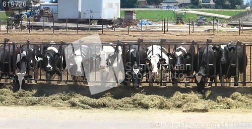 Image of Row of Feeeding Cows