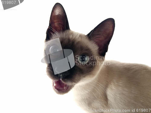 Image of Siamese kitten crying