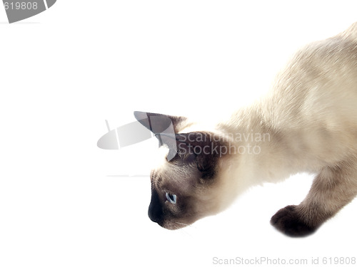 Image of Siamese kitten hunting