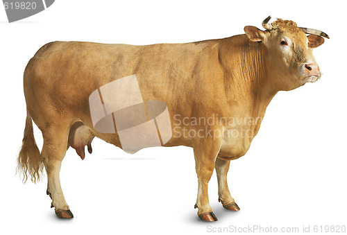 Image of fair cow