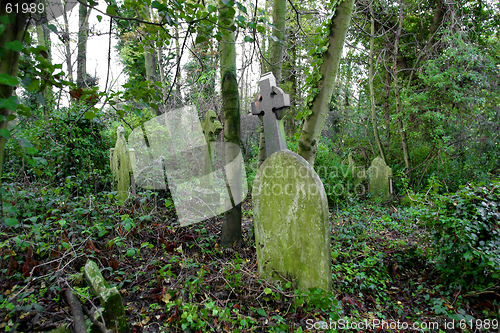 Image of overgrown grave yard