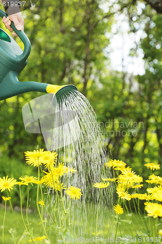 Image of Watering