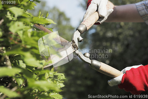 Image of Trimming