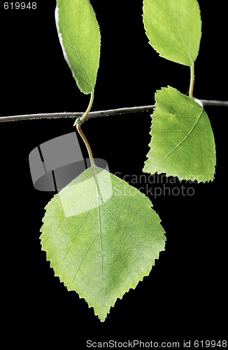 Image of Birch