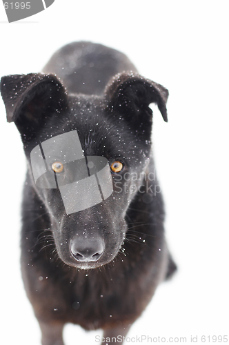 Image of black dog in snow