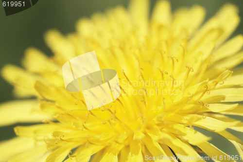 Image of Dandelion