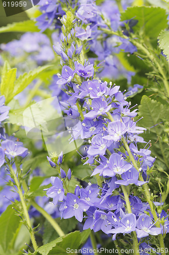 Image of Hungarian speedwell (Veronica austriaca)