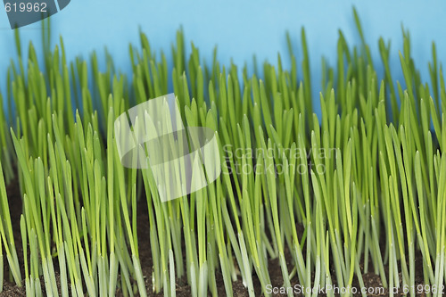 Image of Barley seedlings