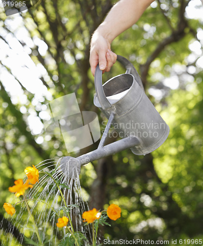 Image of Watering