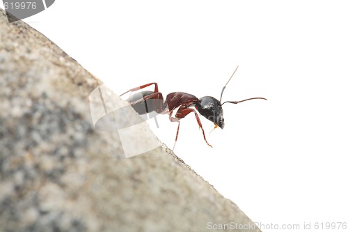 Image of Curious Ant