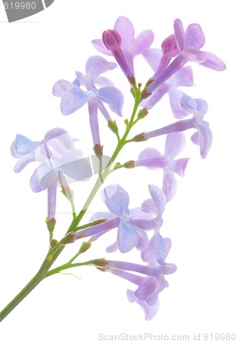 Image of Lilac