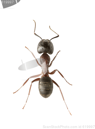 Image of Ant