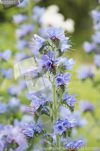 Image of Viper's bugloss (Echium vulgare)