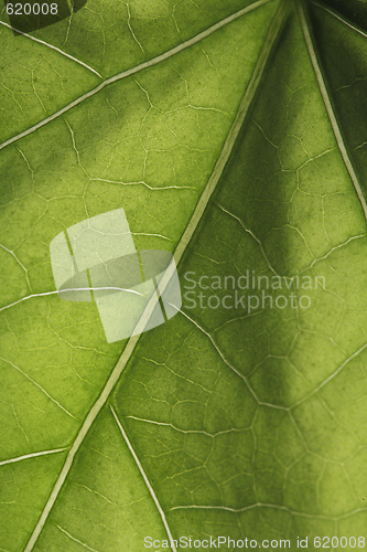 Image of Leaf