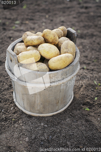 Image of Potatoes