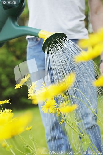 Image of Watering