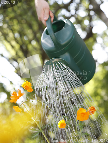 Image of Watering