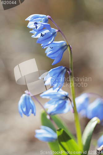 Image of Siberian squill (Scilla siberica)