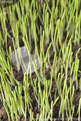 Image of Barley seedlings