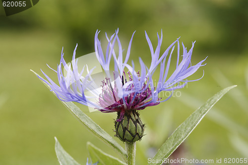 Image of Perennial Cornflower