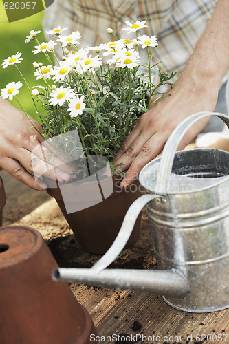 Image of Potting