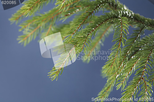 Image of Spruce