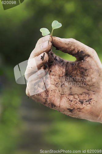 Image of Seedling