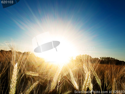 Image of Golden wheat field
