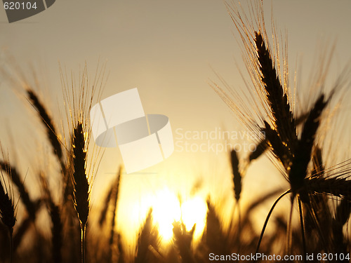 Image of Golden wheat field