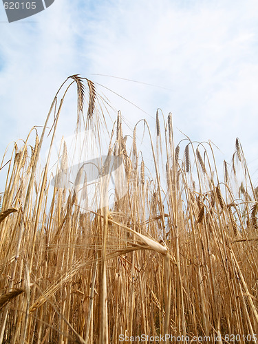 Image of Golden wheat field