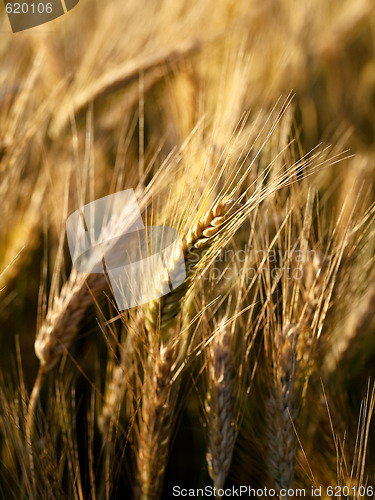 Image of Golden wheat field