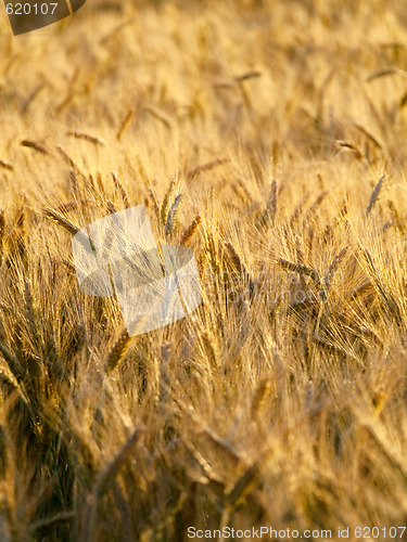 Image of Golden wheat field