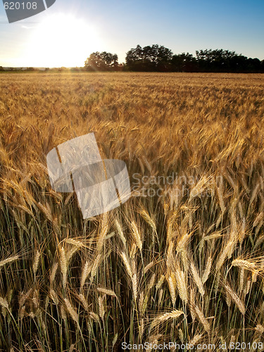 Image of Golden wheat field