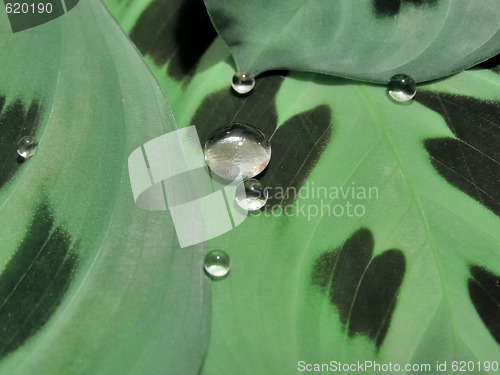 Image of Drops on leaves