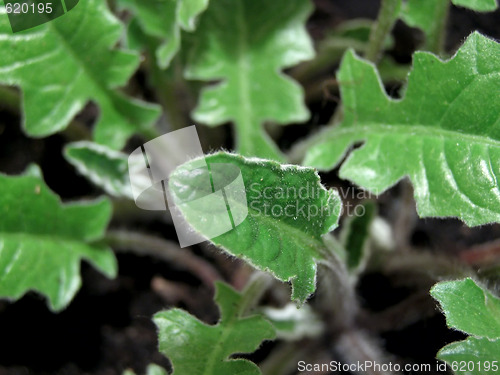 Image of Green leaves