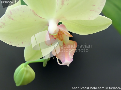 Image of Yellow orchid