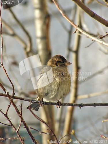 Image of wild sparrow