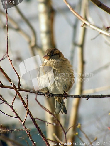 Image of Sitting sparrow