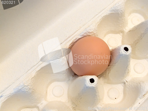 Image of Single egg