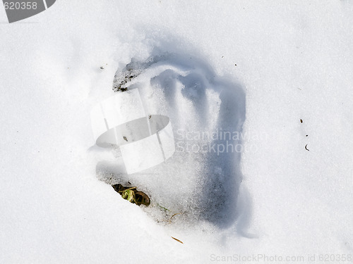 Image of Hand print