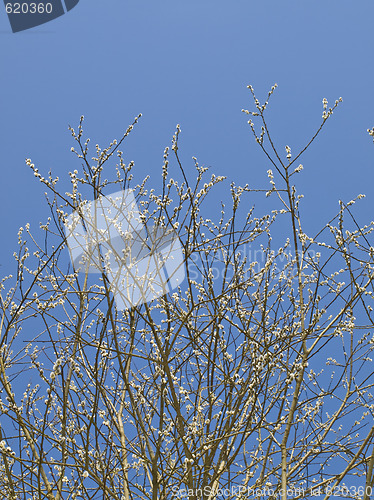 Image of Spring tree