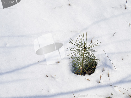 Image of Pine in snow