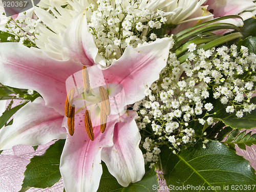 Image of Lily flower